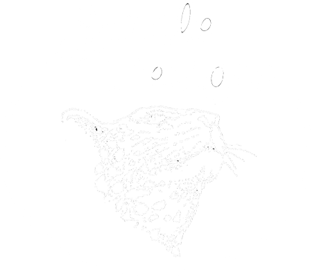 Jungle Designs Logo